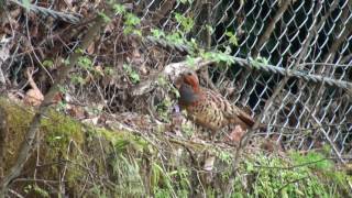 コジュケイ（Chinese bamboo partridge）：焦って一瞬飛んで逃げるのを忘れる｜野鳥｜摂津峡（大阪北摂　高槻市）