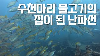 수천마리 물고기의 집이 된 난파선 4K