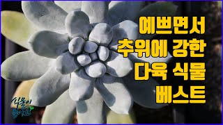 예쁘면서 추위에 강한 다육 식물 소개해 드려요 ~(succulent)