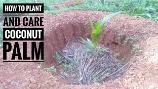 How to plant a coconut tree | തെങ്ങിന്‍ തൈകള്‍ നടുമ്പോൾ കരുത്തോടെ വളരാൻ |കൊമ്പൻ ചെല്ലിയെ തുരത്താം|