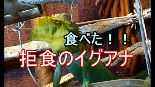 拒食のブルーイグアナが初めて自分から食べた日迎えて7カ月たった後の食べ方の変化