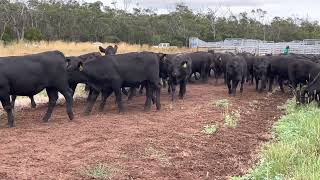 Oakbank Angus Steers 400-447kgs