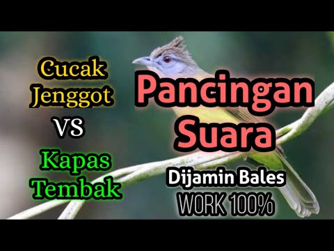 Suara Pikat Cucak Jenggot Vs Kapas Tembak|| Cucak Jenggot - YouTube