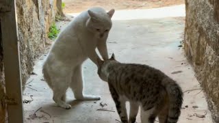 “千万不要试图去理解猫的脑回路”