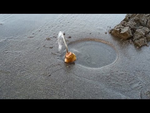 Digging and Cleaning Razor Clams Digging and Cleaning Razor Clams