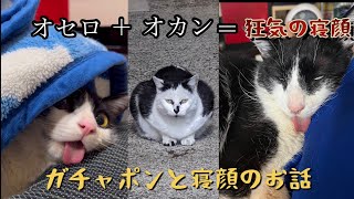 保護猫オセロ　狂気の寝顔