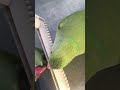 parrot talking amazing videos🦜😍 shorts parrot viral mithu070