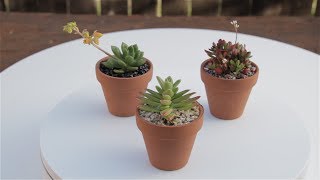 Beautiful Mini Succulent Trio