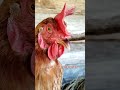 居場所を取られて怒るニワトリ③ 鶏ちゃん ペット ニワトリ animals 鶏のいる暮らし farming 可愛い 癒し 動物 アニマル farming 癒し