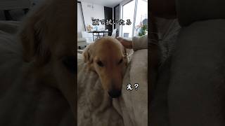 優雅なベロベロ👅お昼寝タイム😴#ゴールデンレトリバー仔犬 #ゴールデン子犬 #大型犬