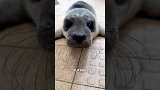 The grateful seal pup #animals #rescue #sea #cutebaby #shorts #love #usa