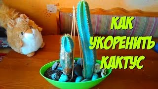 Как разрезать и укоренить кактус Часть 2 через год после пересадки