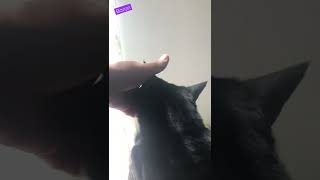 黒猫バロンの優しい声でおかえりなさい【猫動画】black-cat