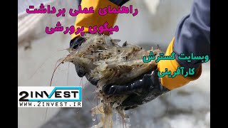 راهنمای عملی برداشت میگوی پرورشی