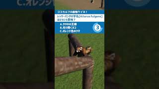 【動物クイズ！レッサーパンダ編 from動物園建築のプラネットズー(第3問) #Shorts 】