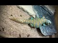 ornate uromastyx u. ornata blue male.