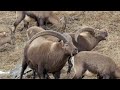 bouquetin la face cachée du roi des alpes 🏔️🐐 documentaire animalier amp