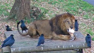 ライオンの尻尾にイタズラするカラスCrow with mischief as a Lion