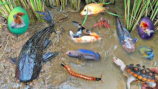 Serok ikan dalam kolam, ikan hias, ikan warna-warni, ikan koi, ikan mas koki, ikan molly, ikan komet