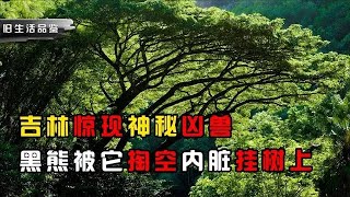 上古凶獸現實！300斤黑熊被掏空掛樹上，專家找到真相卻......