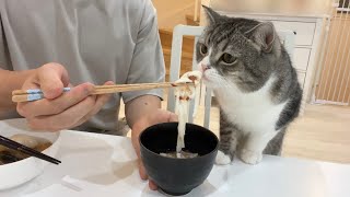 猫にうどんを作ってあげたら食べた反応がかわいすぎました…笑