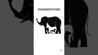 妳/你有阿茲海默症嗎？找找駱駝在哪裡？#Alzheimers#Dementia#MemoryLoss#BrainHealth#Neurology#CognitiveImpairment#阿茲海默症