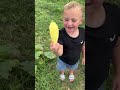 Today’s harvest #reels #shorts #harvest #veggies #zucchini #farmkids