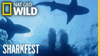 Jaws vs. Boats | SharkFest | National Geographic WILD