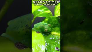 ハエを食べるグラニュローサアマガエルモドキ（虫注意）