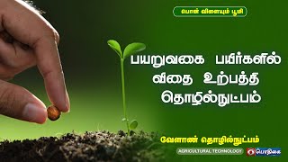 பயறுவகை பயிர்களில் விதை உற்பத்தி தொழில்நுட்பம் | Agricultural Technology