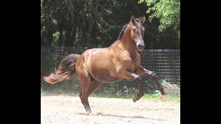 Epic Andalusians - 2020 ANCCE PRE Andalusian Colts by USDF Champion Stallion Diamante EAS