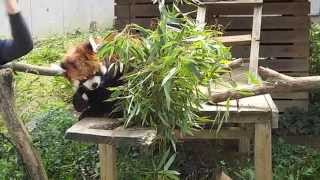 レッサーパンダ　クウタとメイメイのリンゴ　Red panda Kuuta＆Ｍｅｉｍｅｉ