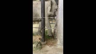 ゾウ 美都バナナ20220624/Mito, an elephant, eats a banana leaf given to her by the Kyoto Hananaribanana.