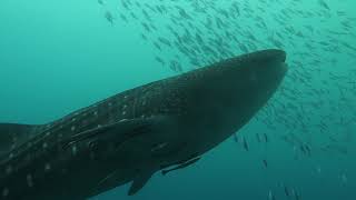 SCUBA DIVING IN GOA : WHALE SPOTTED , SCUBA DIVING IN INDIA