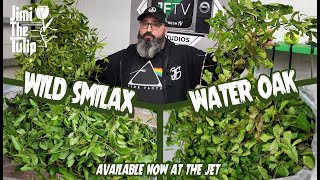 JFTV: Fresh Greens Comparison - Wild Smilax vs Water Oak with #JimiTheTulip