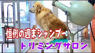 トリミングサロンの仕事終わりにまたまた大型犬を洗う　ゴールデンレトリバー