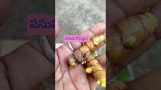 🫚అల్లం🌱పసుపు కొమ్ములు🤔#garden #trendingshorts #subscribe #myyoutubechannel