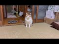 【三毛猫】暇そうにしているミケ（2024年11月23日）