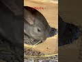 【chinchilla】かわいい てやんでぇ〜 チンチラ