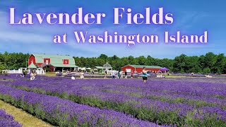 Lavender Fields at Washington Island