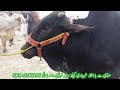 luddan cow mandi today latest update 18 12 2024 cow mandi 2024 cholistani bachre in ludan mandi