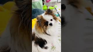 #dog #pets #doglover #dogshorts #trending #puppy #shorts #short #shortvideo #shortsviral #foryou