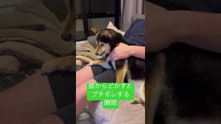 膝からどかすとキレる犬　#shorts #柴犬