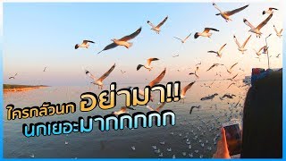 ตากอากาศบางปู ดูนกนางนวลฝูงใหญ่ อัพเดตล่าสุด ▏เที่ยวสมุทรปราการ