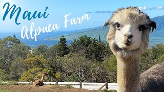 Maui Alpaca Farm - Angora Rabbits, Spinning \u0026 more!