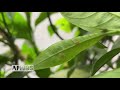 pests u0026 predators 9 creating a tropical butterfly house tropical butterflies uk