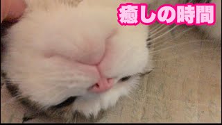 高齢猫ゴンしゃん・スコティッシュアメディオ君・黒猫コテツ君・茜さん付き