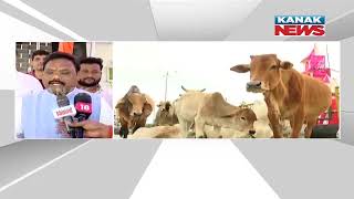 Steps Will Be Taken To Remove Stray Cows from Bhubaneswar Roads:  Minister Gokulananda Mallik