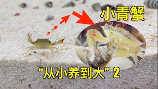 饲养50只小青蟹在鱼缸，半个月后它们怎样了？｜水族箱｜鱼缸｜螃蟹｜青蟹｜动物｜宠物｜养鱼