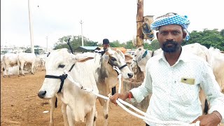 పెబ్బేరుసంతలో పాలపల్లదూడలను కొన్న కోతులగిద్ద రైతు | pebbair bulls market @purnafarms